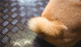 那些狗狗尾巴诉说的语言，你懂吗？