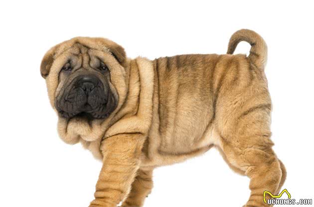 皱皮之最—沙皮犬