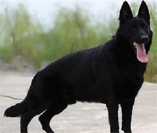 三种德国牧羊犬，在你心中更喜欢哪种？