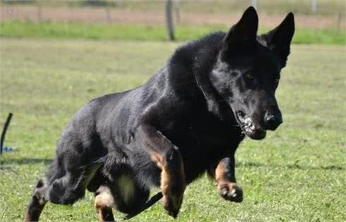 三种德国牧羊犬，在你心中更喜欢哪种？