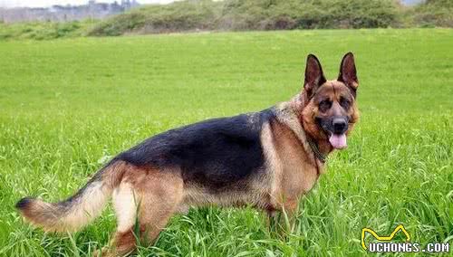 三种德国牧羊犬，在你心中更喜欢哪种？