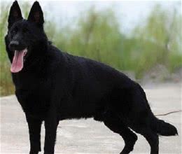 三种德国牧羊犬，在你心中更喜欢哪种？