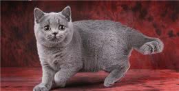 最适合新手养的宠物猫