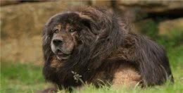 被低估的“家养猛兽”，藏獒一直都能斗狼、斗熊、斗雪豹