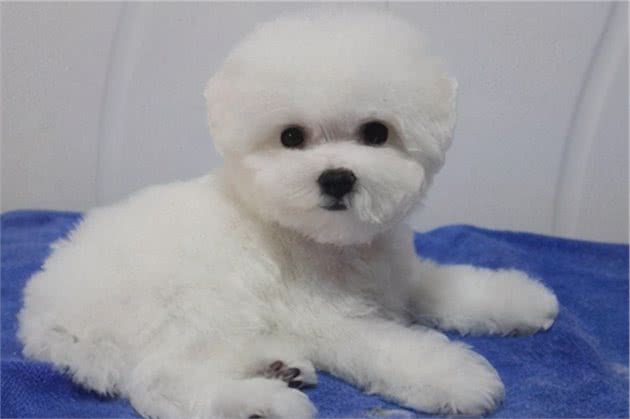 新手养比熊犬，该注意什么？