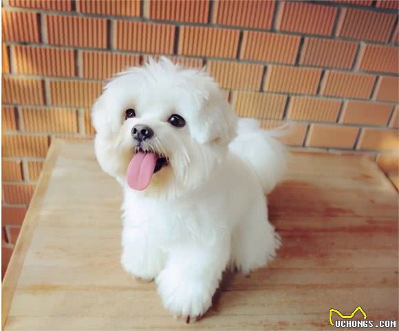 新手养比熊犬，该注意什么？
