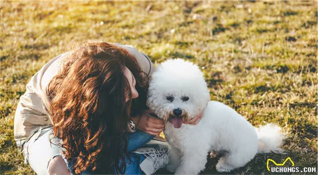 新手养比熊犬，该注意什么？