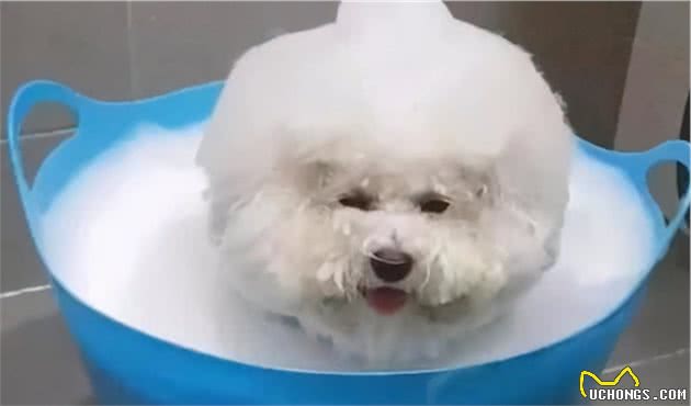 新手养比熊犬，该注意什么？