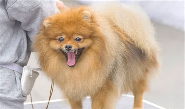 这4种宠物狗老家在国外，如今已成本土大众狗，物美价廉真的香