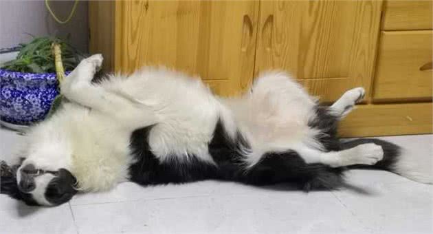 边境牧羊犬被你“养熟”了，会有这几个表现