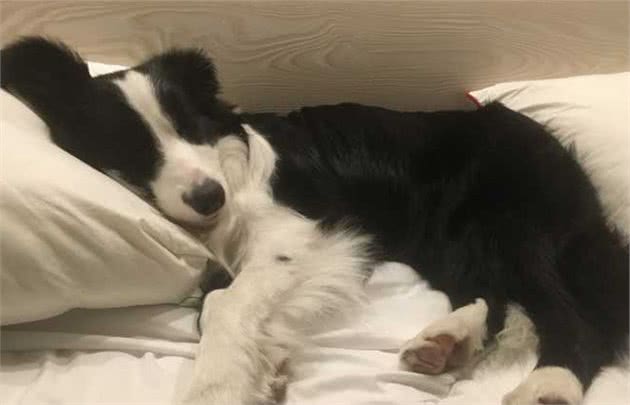 边境牧羊犬被你“养熟”了，会有这几个表现