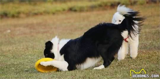 边境牧羊犬被你“养熟”了，会有这几个表现