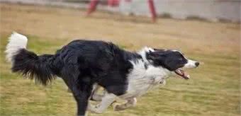 边境牧羊犬被你“养熟”了，会有这几个表现