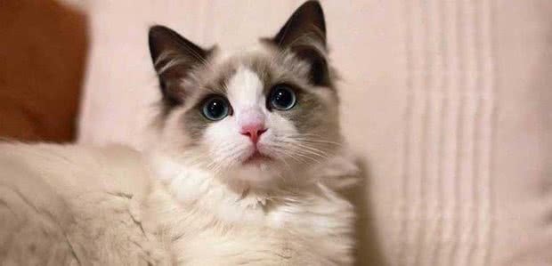 对于布偶猫，你了解多少呢？