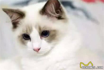 对于布偶猫，你了解多少呢？