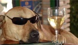 你知道你家狗怕的6种味道吗