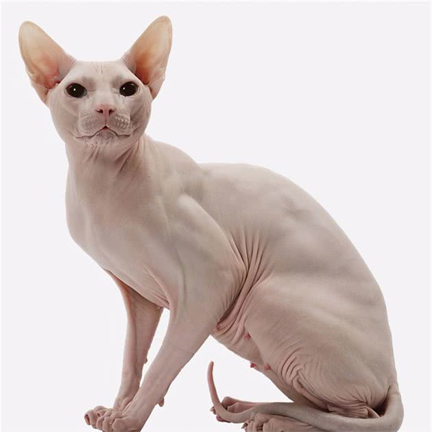新手养猫|斯芬克斯猫的基本知识