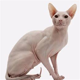 新手养猫|斯芬克斯猫的基本知识