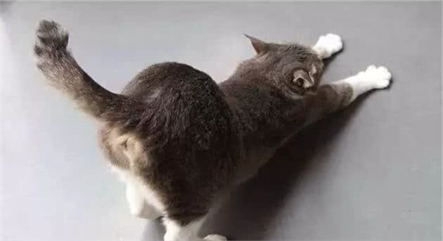 猫咪这些部位碰不得，让碰说明你对它很重要