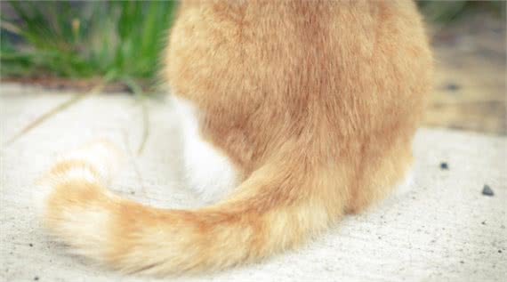 猫咪这些部位碰不得，让碰说明你对它很重要
