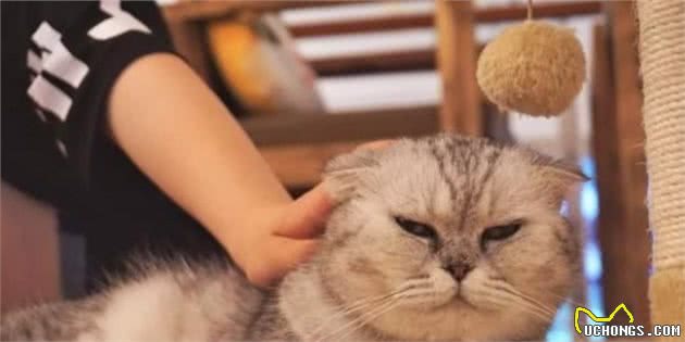 猫咪这些部位碰不得，让碰说明你对它很重要