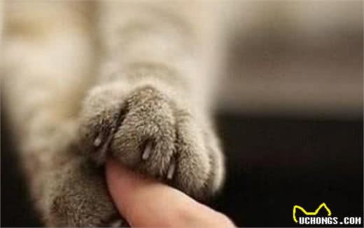 猫咪这些部位碰不得，让碰说明你对它很重要