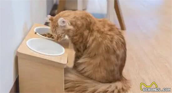 猫咪这些部位碰不得，让碰说明你对它很重要
