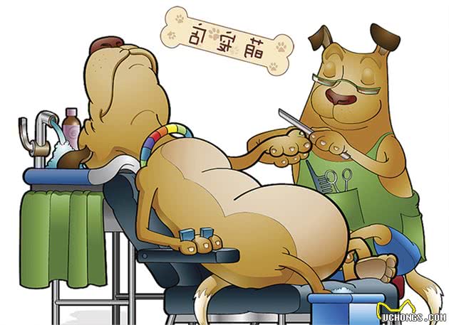 接宠物回家一定得注意的几件事
