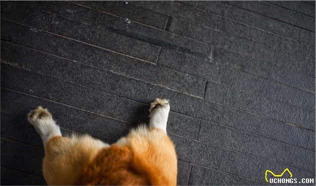 狗狗老是蹭屁股，难道只是留下社交气味？还可能想告诉你他生病了