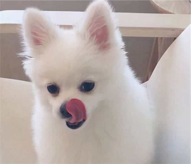 狗狗不吃饭可能是什么原因