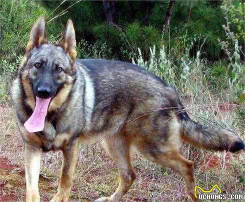 全世界公认5大出色警犬，中国犬上榜