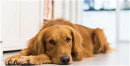 狗狗拉稀屎是红色的