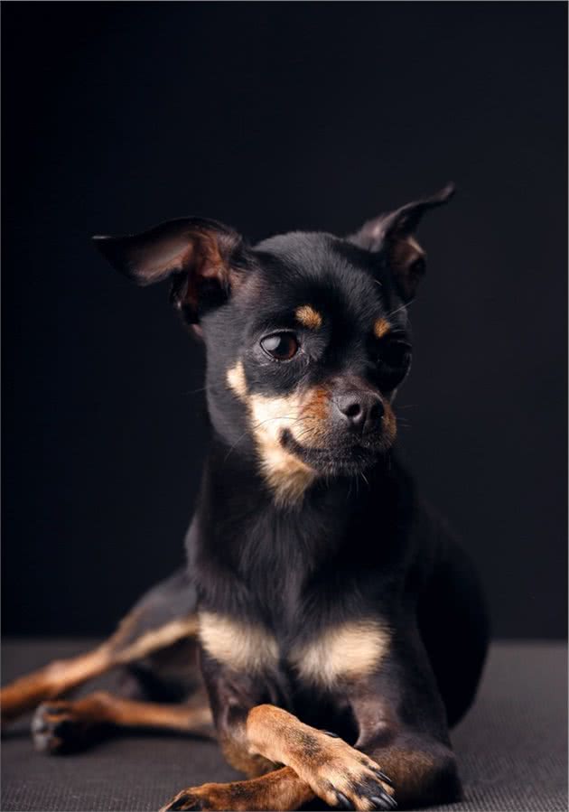 犬中小精灵：小鹿犬（非常适合老人小孩）