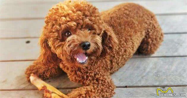 泰迪犬虽然很优秀，但是养它，躲不过这7个坑