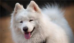 狗狗老是蹭耳朵是怎么回事