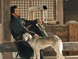 保护本土犬任重而道远！陕西细犬，全世界仅剩不到十只