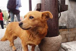 狗狗乱嗅存在三点弊端，铲屎官若不训练拒食，爱犬难免受伤害