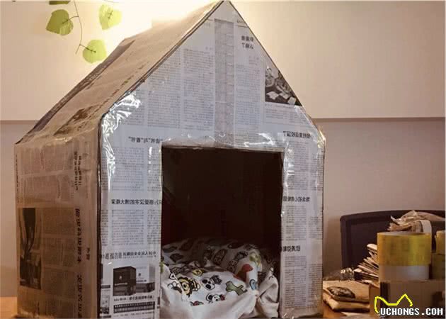 贵贱都是真爱：人家主人建狗别墅，咱就用纸箱造狗屋吧