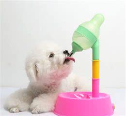 狗狗吃咸会出现的5个症状，你家中招了吗？