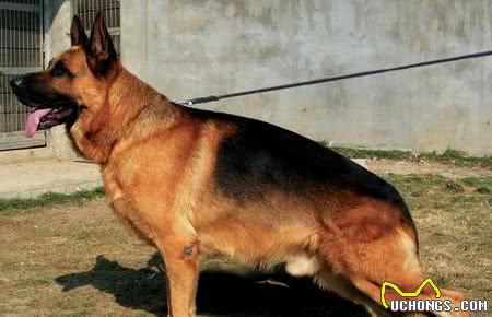 优秀的家庭护卫犬，应具备的5大要素
