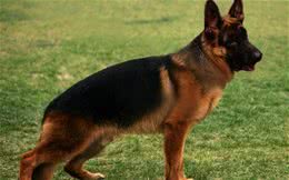 优秀的家庭护卫犬，应具备的5大要素
