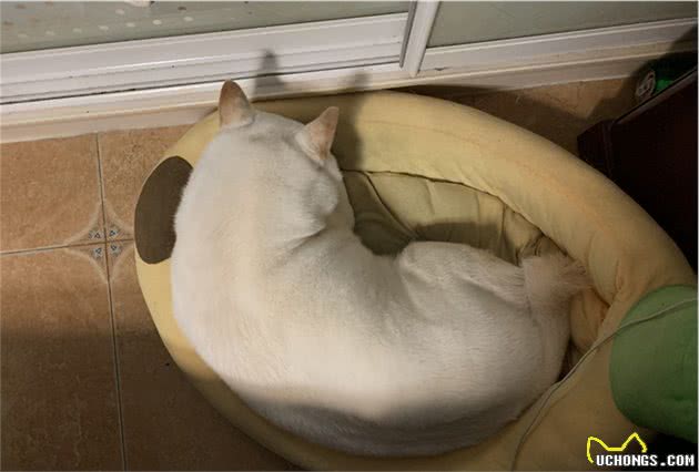 辟谣：狗狗的五种睡姿代表它不同的情绪和状态，铲屎官要注意观察