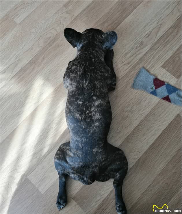 辟谣：狗狗的五种睡姿代表它不同的情绪和状态，铲屎官要注意观察
