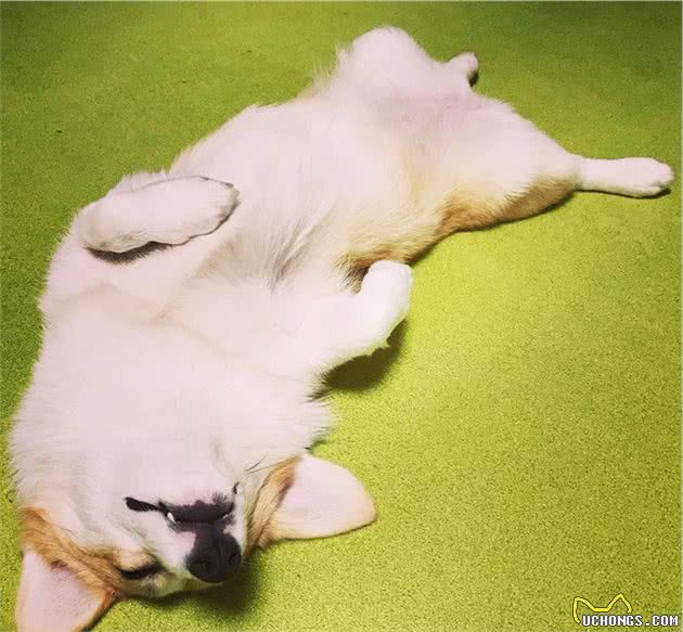 辟谣：狗狗的五种睡姿代表它不同的情绪和状态，铲屎官要注意观察