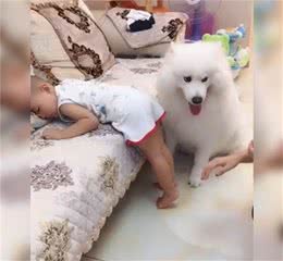 看到妈妈伸手打宝宝，狗狗毫不犹豫做出的这个小动作，真是太暖了