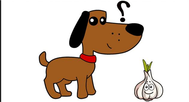 宠物健康：狗狗可以吃大蒜吗？