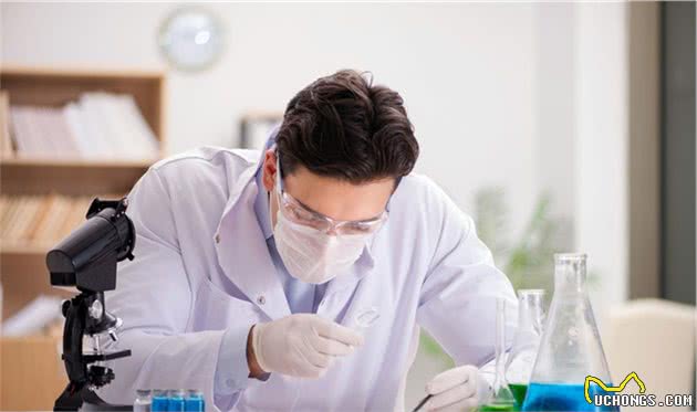 宠物健康：狗狗可以吃大蒜吗？