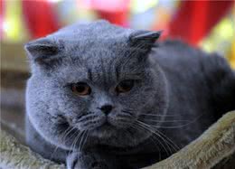 英国短毛猫：虽然又圆又胖，可颜值高性格好啊