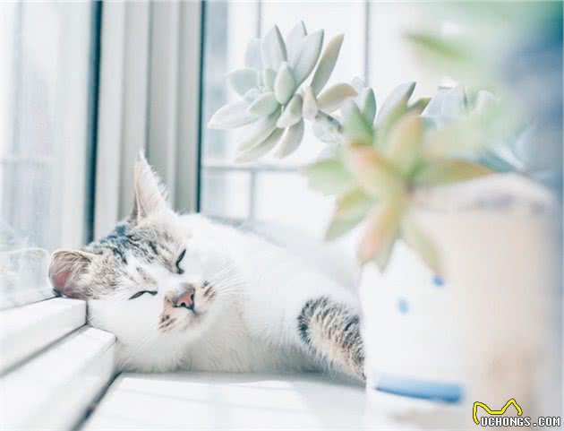 酷热的夏季来临，如何让猫咪安全度夏？