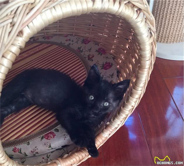 酷热的夏季来临，如何让猫咪安全度夏？